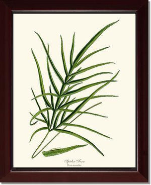 Spider Fern Botanical Wall Art Print-Charting Nature