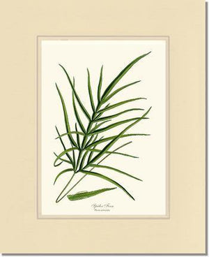 Spider Fern Botanical Wall Art Print-Charting Nature