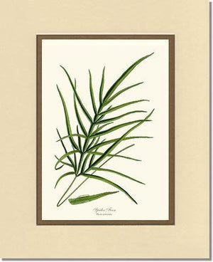 Spider Fern Botanical Wall Art Print-Charting Nature