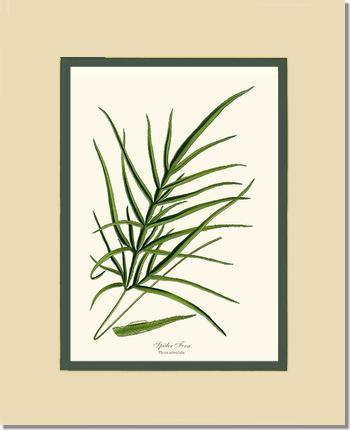Spider Fern Botanical Wall Art Print-Charting Nature