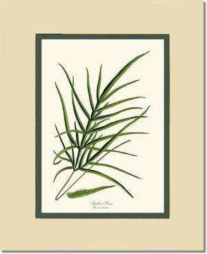 Spider Fern Botanical Wall Art Print-Charting Nature