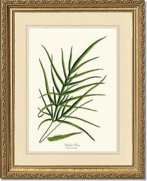 Spider Fern Botanical Wall Art Print-Charting Nature