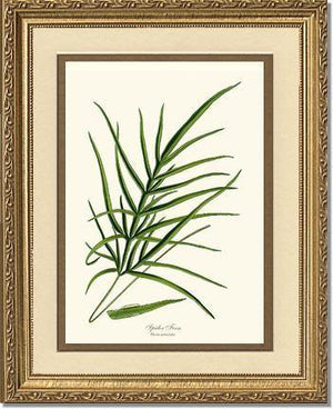 Spider Fern Botanical Wall Art Print-Charting Nature