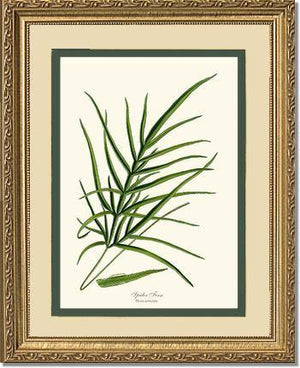 Spider Fern Botanical Wall Art Print-Charting Nature