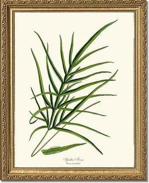 Spider Fern Botanical Wall Art Print-Charting Nature