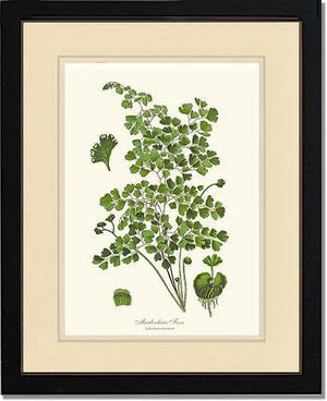 Maidenhair Fern Botanical Wall Art Print-Charting Nature