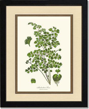 Maidenhair Fern Botanical Wall Art Print-Charting Nature