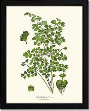 Maidenhair Fern Botanical Wall Art Print-Charting Nature