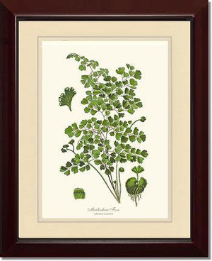 Maidenhair Fern Botanical Wall Art Print-Charting Nature