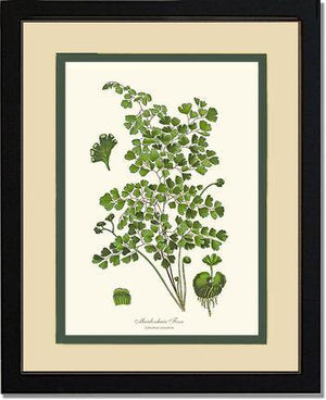 Maidenhair Fern Botanical Wall Art Print-Charting Nature