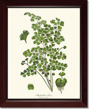 Maidenhair Fern Botanical Wall Art Print-Charting Nature