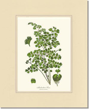 Maidenhair Fern Botanical Wall Art Print-Charting Nature