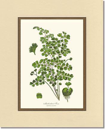 Maidenhair Fern Botanical Wall Art Print-Charting Nature