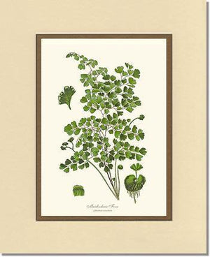 Maidenhair Fern Botanical Wall Art Print-Charting Nature