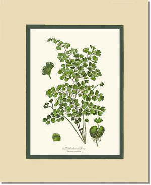 Maidenhair Fern Botanical Wall Art Print-Charting Nature