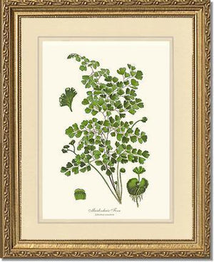 Maidenhair Fern Botanical Wall Art Print-Charting Nature