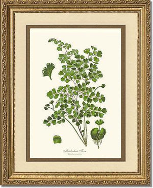 Maidenhair Fern Botanical Wall Art Print-Charting Nature