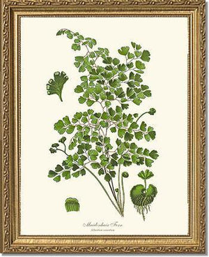Maidenhair Fern Botanical Wall Art Print-Charting Nature