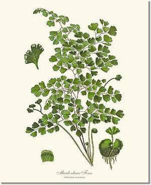 Maidenhair Fern Botanical Wall Art Print-Charting Nature