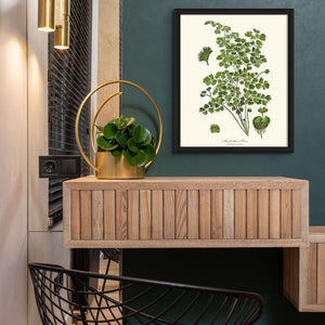 Maidenhair Fern Botanical Wall Art Print-Charting Nature