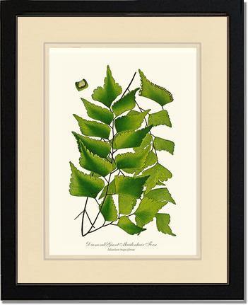 Adiantum Trapeziforme Botanical Wall Art Print-Charting Nature