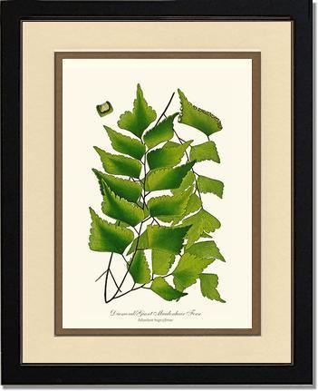 Adiantum Trapeziforme Botanical Wall Art Print-Charting Nature