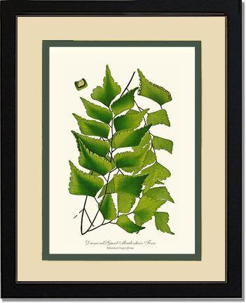 Adiantum Trapeziforme Botanical Wall Art Print-Charting Nature