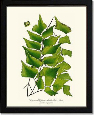 Adiantum Trapeziforme Botanical Wall Art Print-Charting Nature