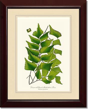 Adiantum Trapeziforme Botanical Wall Art Print-Charting Nature