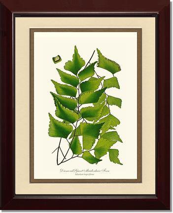 Adiantum Trapeziforme Botanical Wall Art Print-Charting Nature