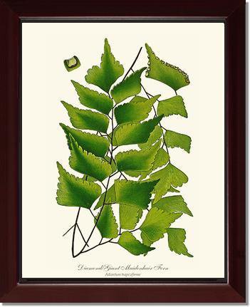 Adiantum Trapeziforme Botanical Wall Art Print-Charting Nature