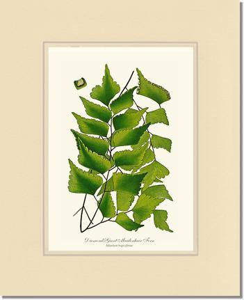 Adiantum Trapeziforme Botanical Wall Art Print-Charting Nature