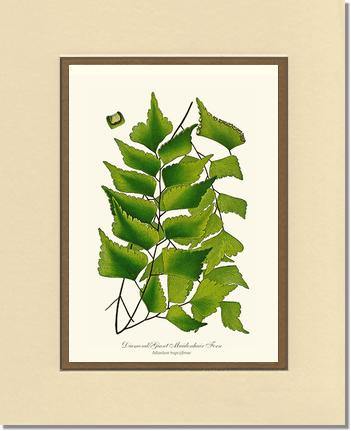 Adiantum Trapeziforme Botanical Wall Art Print-Charting Nature