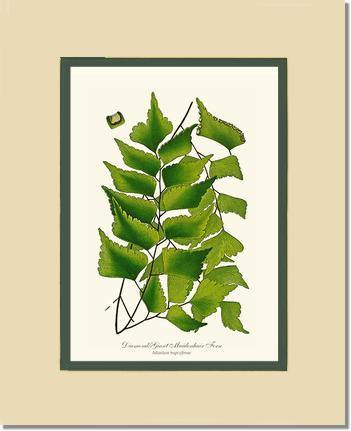 Adiantum Trapeziforme Botanical Wall Art Print-Charting Nature