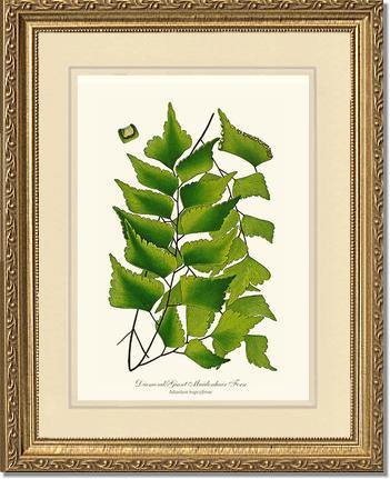 Adiantum Trapeziforme Botanical Wall Art Print-Charting Nature
