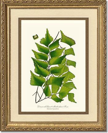 Adiantum Trapeziforme Botanical Wall Art Print-Charting Nature