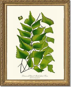 Adiantum Trapeziforme Botanical Wall Art Print-Charting Nature