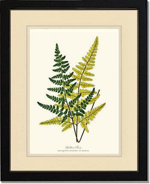 Gold Fern Botanical Wall Art Print-Charting Nature