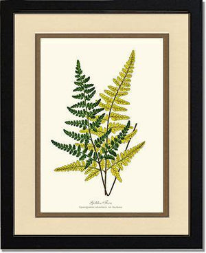 Gold Fern Botanical Wall Art Print-Charting Nature