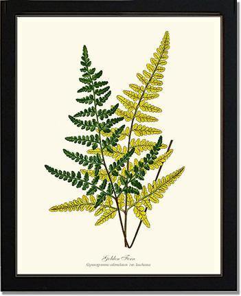 Gold Fern Botanical Wall Art Print-Charting Nature