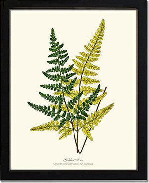 Gold Fern Botanical Wall Art Print-Charting Nature
