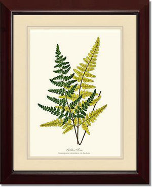 Gold Fern Botanical Wall Art Print-Charting Nature