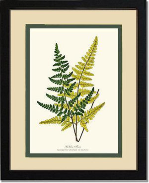 Gold Fern Botanical Wall Art Print-Charting Nature