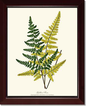 Gold Fern Botanical Wall Art Print-Charting Nature