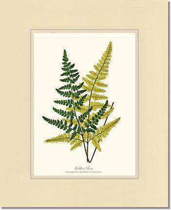 Gold Fern Botanical Wall Art Print-Charting Nature