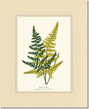 Gold Fern Botanical Wall Art Print-Charting Nature