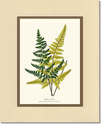 Gold Fern Botanical Wall Art Print-Charting Nature