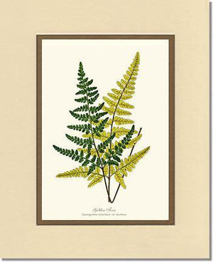 Gold Fern Botanical Wall Art Print-Charting Nature