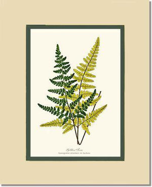 Gold Fern Botanical Wall Art Print-Charting Nature