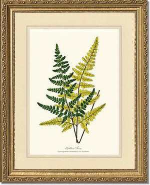 Gold Fern Botanical Wall Art Print-Charting Nature